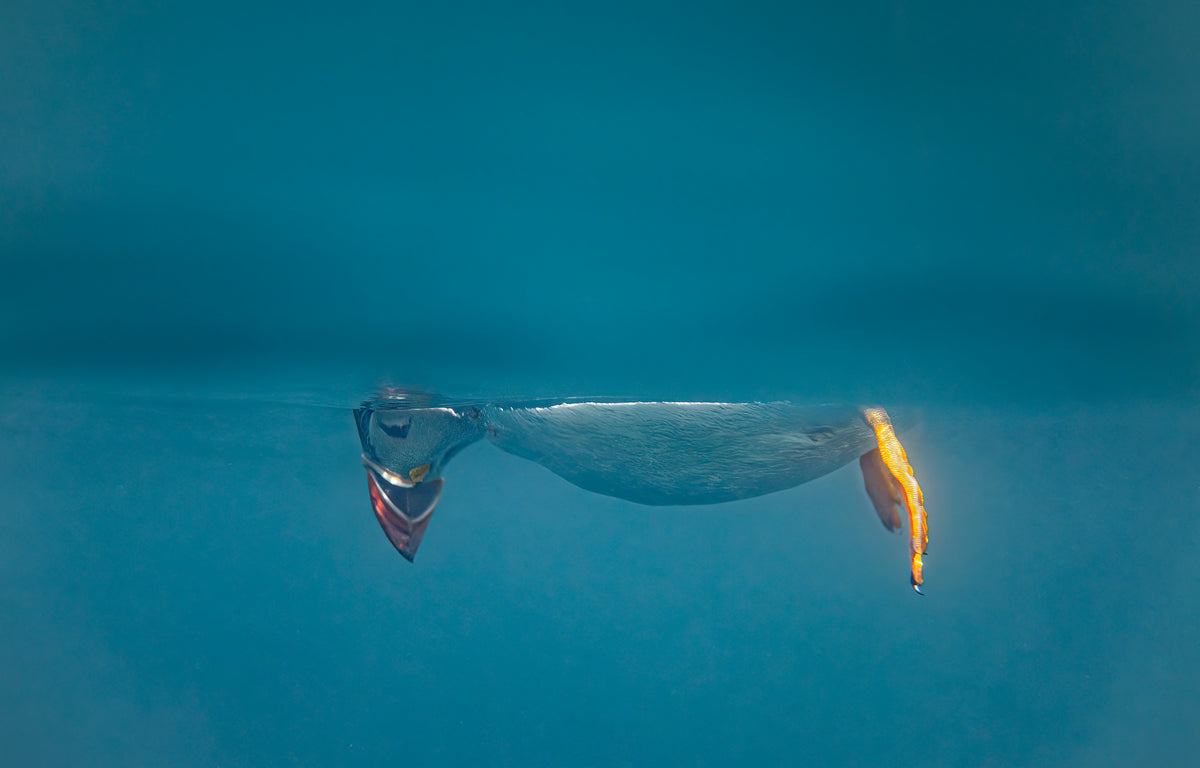 Don't Look Down, puffin fine art print