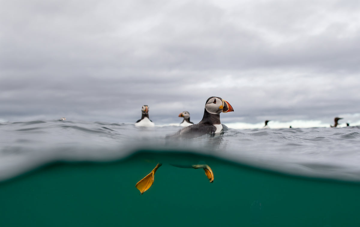 Just Passing By: an Atlantic puffin swimming past, Farne Islands