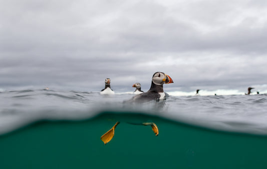 Just Passing By: an Atlantic puffin swimming past, Farne Islands