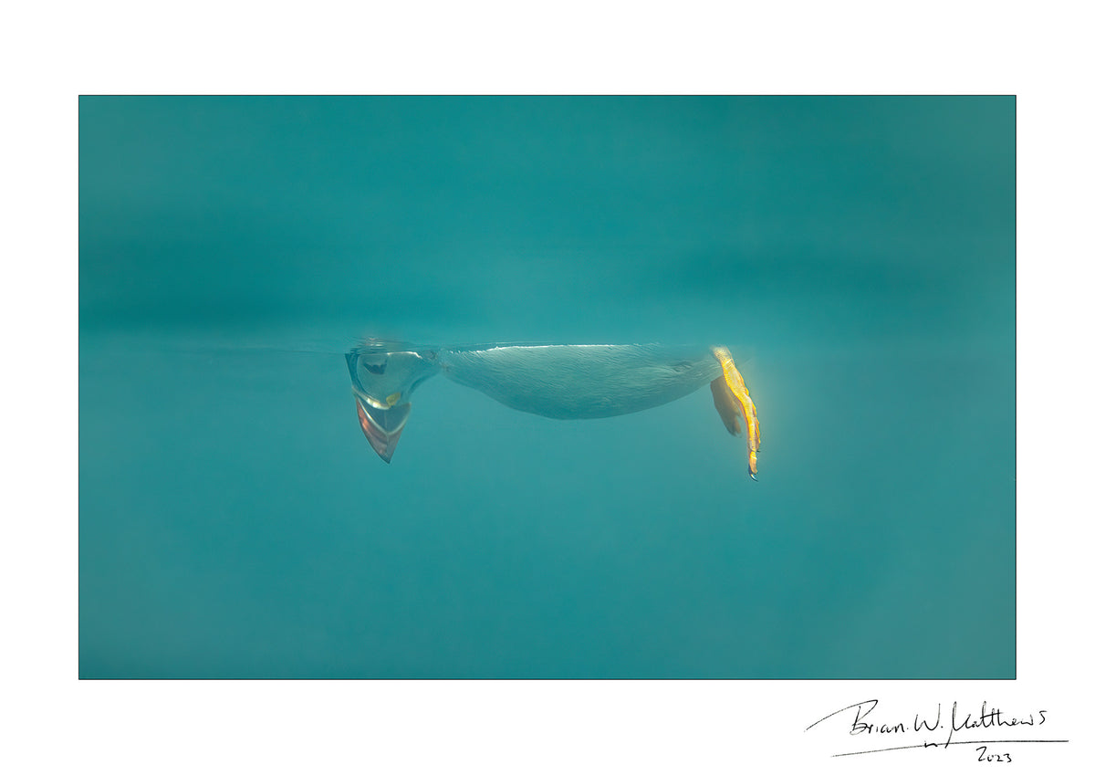 Don't Look Down, puffin fine art print