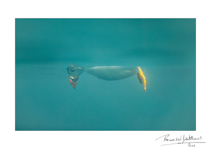 Don't Look Down, puffin fine art print