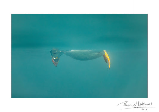 Don't Look Down, puffin fine art print