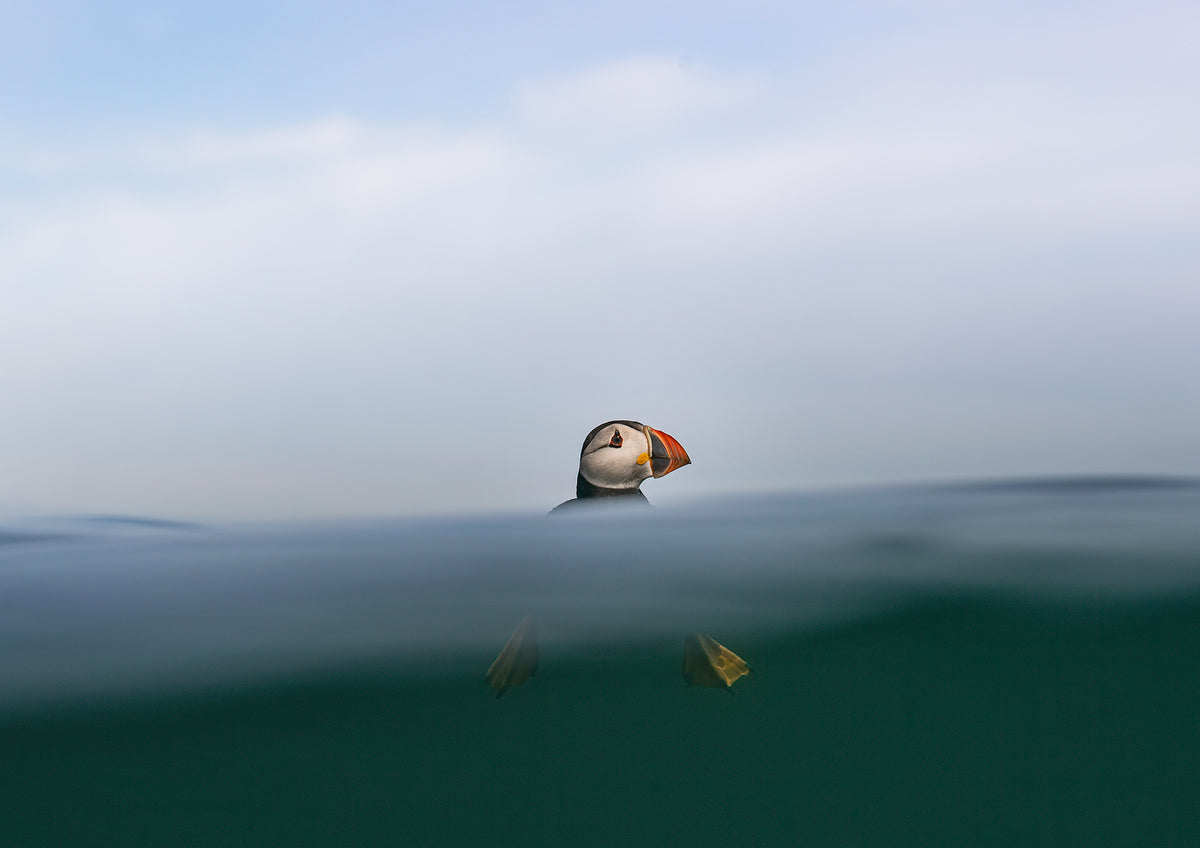 Top of the Wave, puffin fine art print, A4