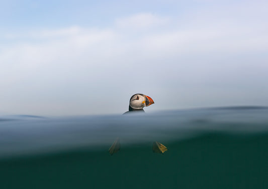 Top of the Wave, puffin fine art print, A4