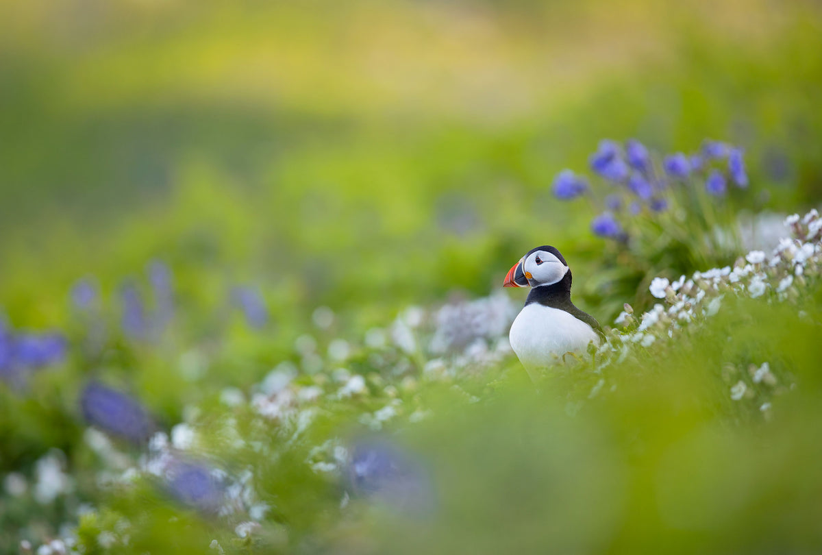 Puffin Meadow: an Atlantic puffin among wildflowers, Skomer