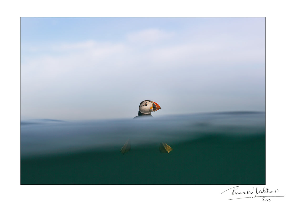 Top of the Wave, puffin fine art print, A4