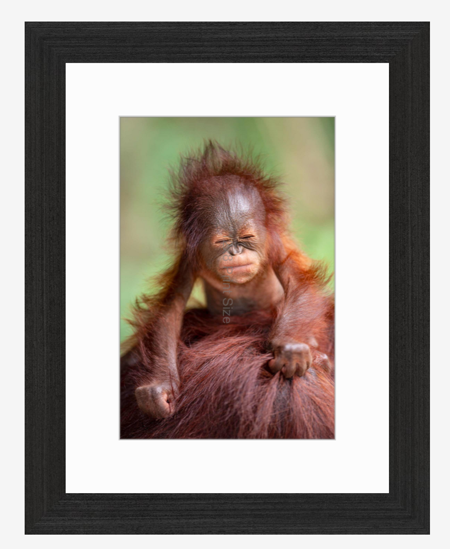 Borneo Baby, orangutan fine art print