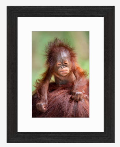 Borneo Baby, orangutan fine art print