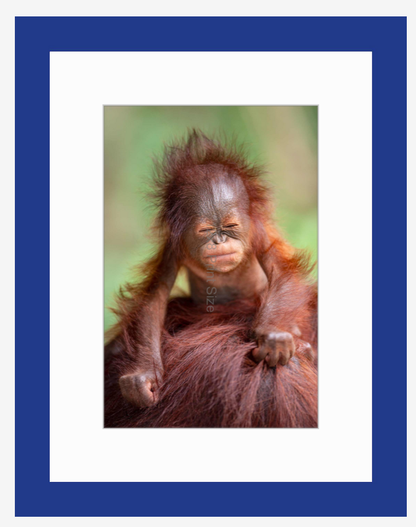 Borneo Baby, orangutan fine art print