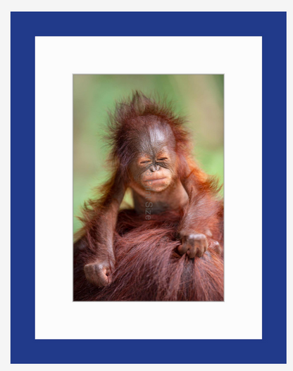 Borneo Baby, orangutan fine art print