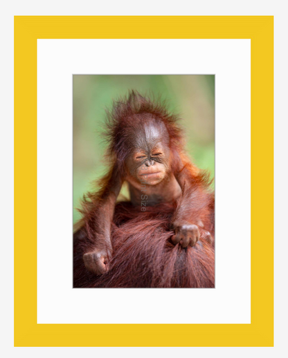 Borneo Baby, orangutan fine art print