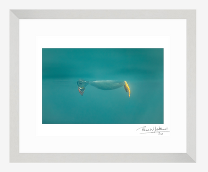 Don't Look Down, puffin fine art print