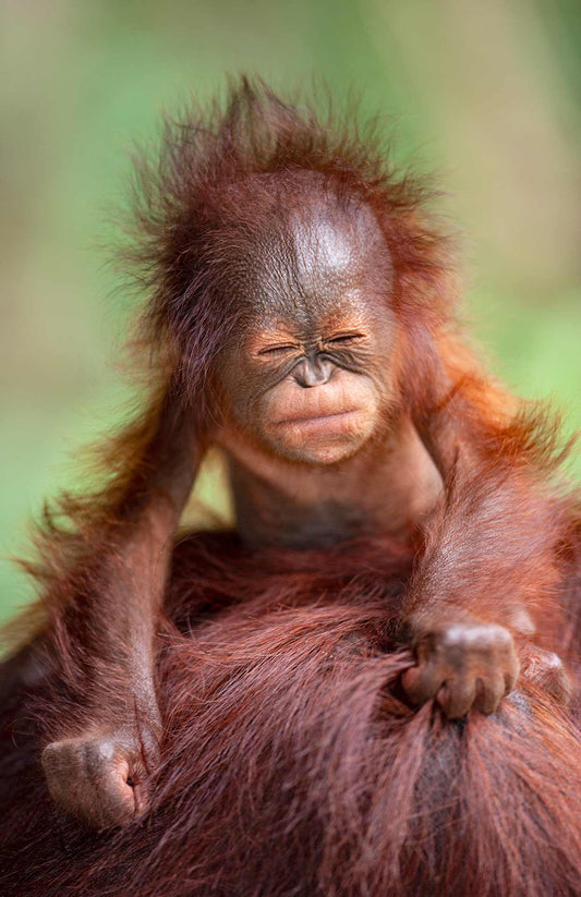 Borneo Baby, orangutan fine art print