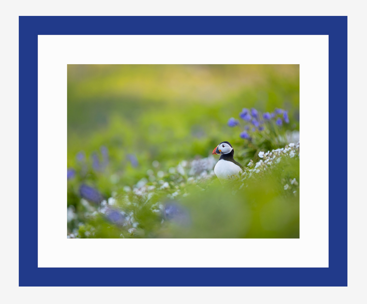 Puffin Meadow, limited edition puffin print