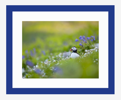 Puffin Meadow, limited edition puffin print