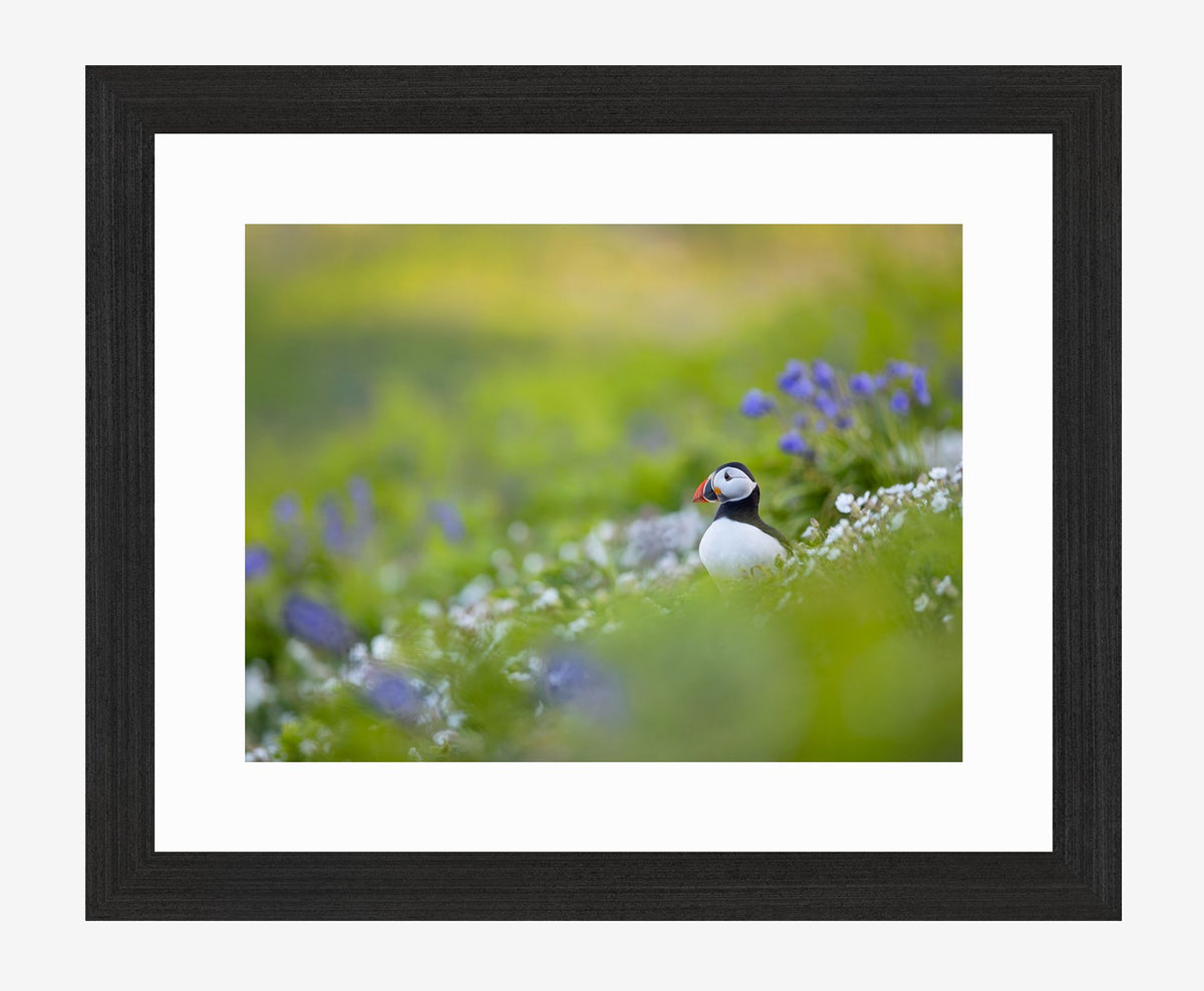 Puffin Meadow, limited edition puffin print