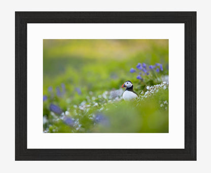 Puffin Meadow, limited edition puffin print
