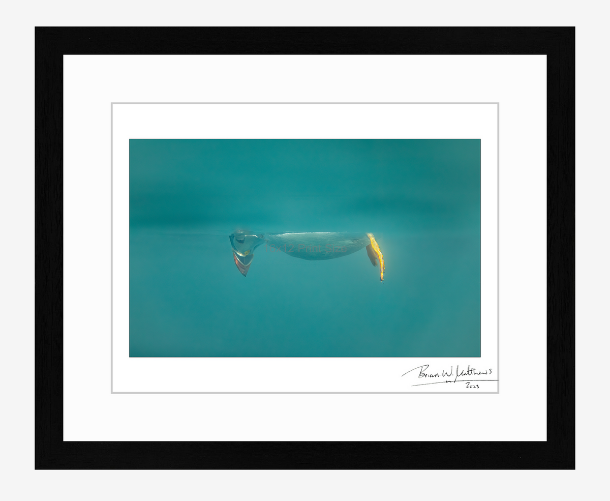 Don't Look Down, puffin fine art print