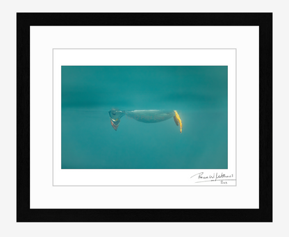 Don't Look Down, puffin fine art print