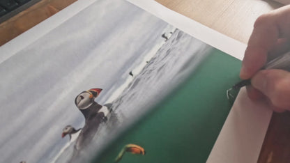 Just Passing By, puffin fine art print