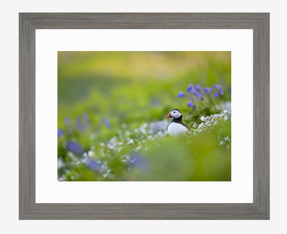 Puffin Meadow, limited edition puffin print