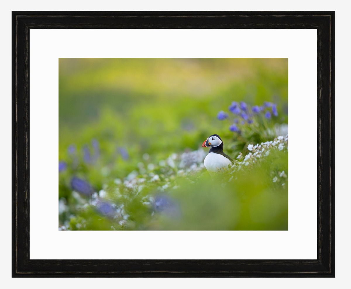 Puffin Meadow, limited edition puffin print