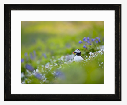 Puffin Meadow, limited edition puffin print